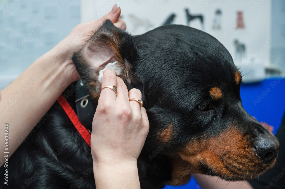 Dog getting ear cleaned Dog getting ear cleaned