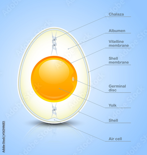 Egg cross section icon photo