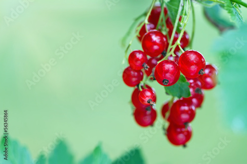 Canvas Print Branch of ripe redcurrant berries