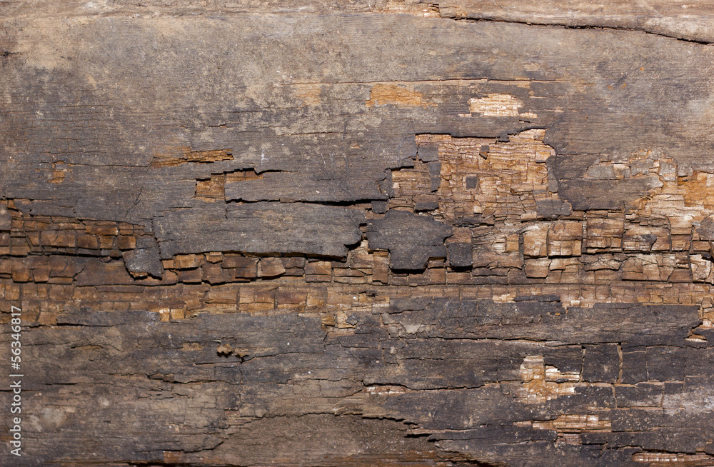 Obraz premium Grunge old wood texture