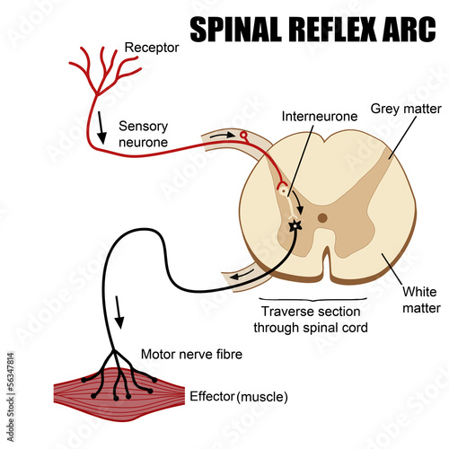 Spinal Reflex Arc