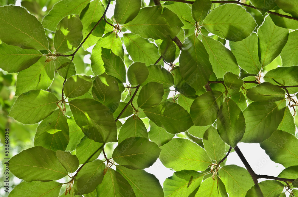 Green leaves background Green leaves background