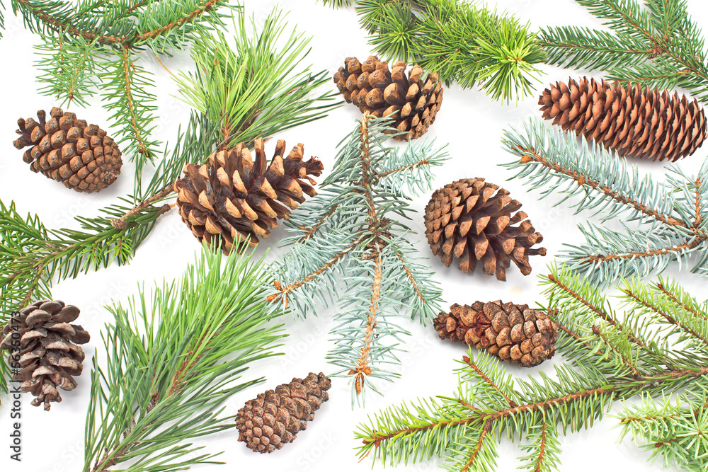 Pine cones and needles on white background Pine cones and needles on white background