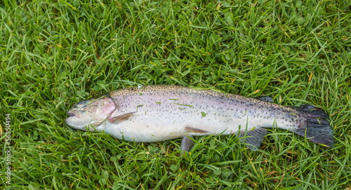 Closeup of a brown trout on grass