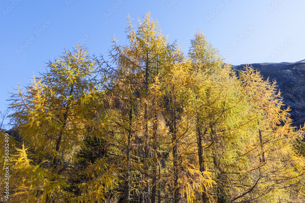 Larch tree forest in autumn