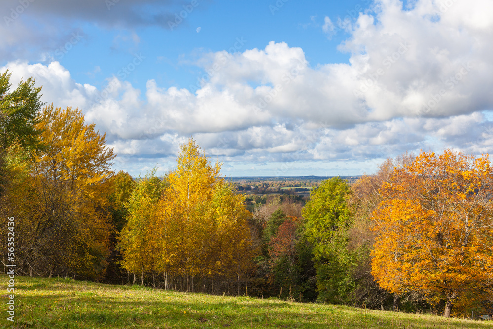 Autum forest scenery