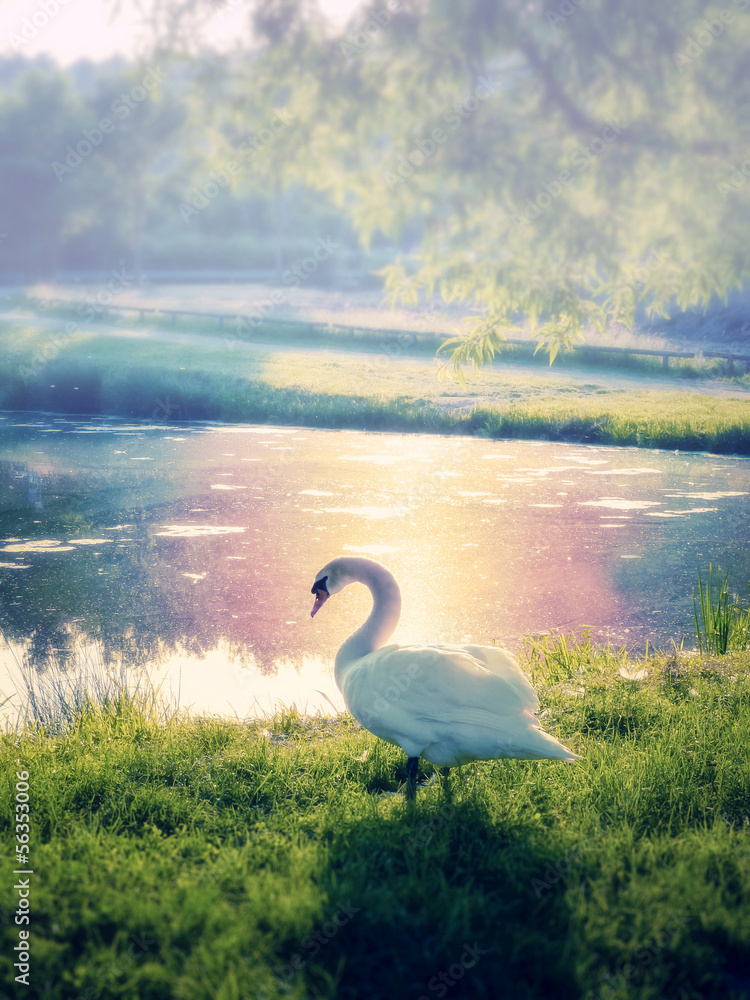 Fototapeta premium Schwan