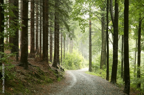 Forest trail in a misty rainy weather, September