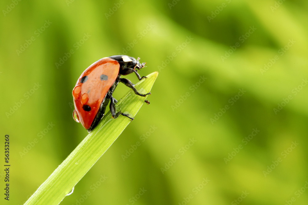 Obraz premium ladybug on grass