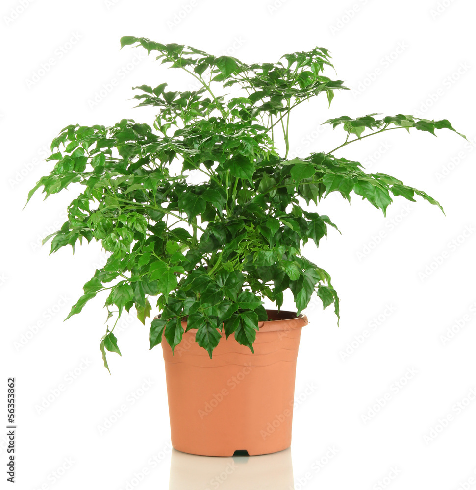 Beautiful flower in pot isolated on white Beautiful flower in pot isolated on white
