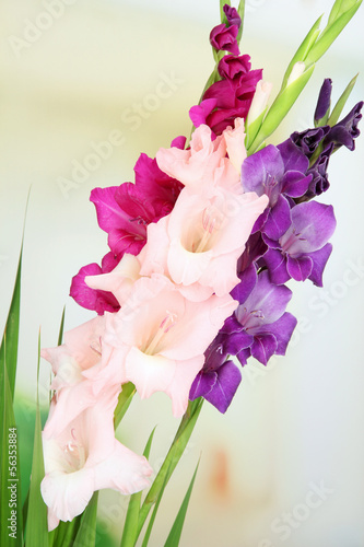 Fototapeta Naklejka Na Ścianę i Meble -  Beautiful gladiolus flower on bright background