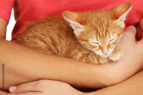 Sleepy little red kitten in hands close up photo