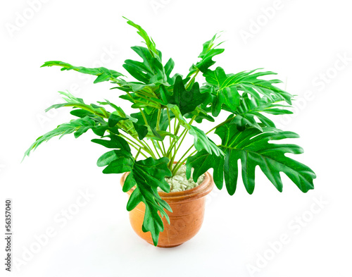 Small artificial tree in a pot isolated on white background