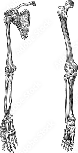 parts of  human skeleton