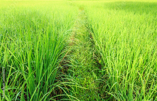 Thailand rice field