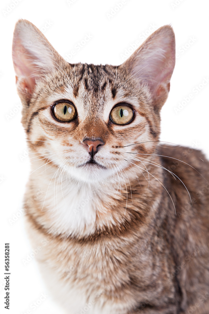 Brown Striped Kitten