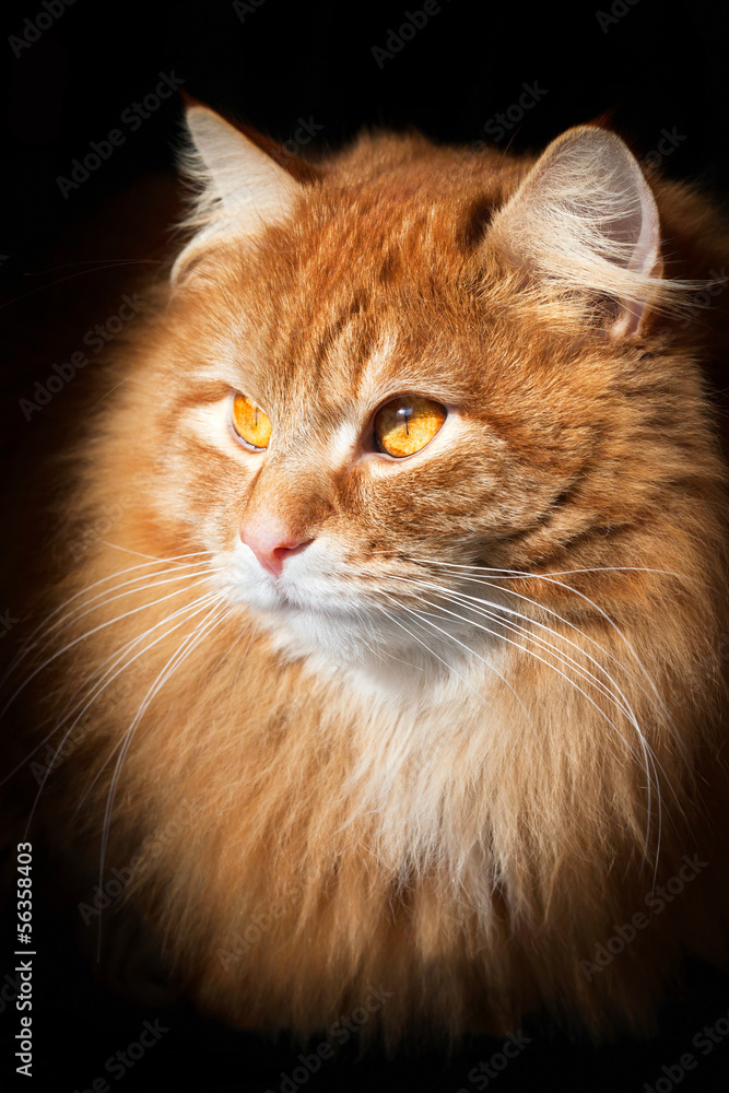 Portrait of an orange cat, isolated on black background