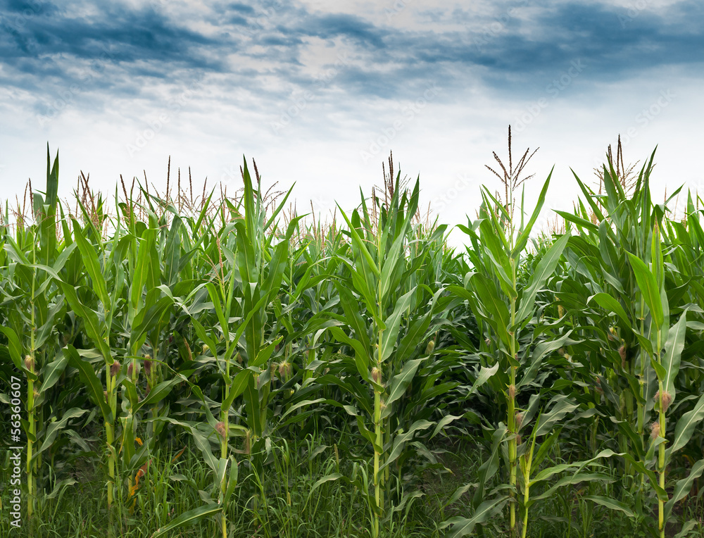 Corn Field Corn Field
