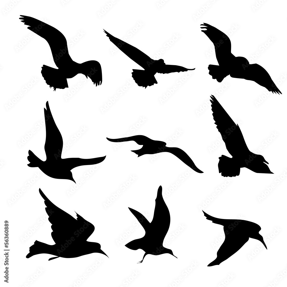 Obraz premium Flying Birds Silhouettes Illustration