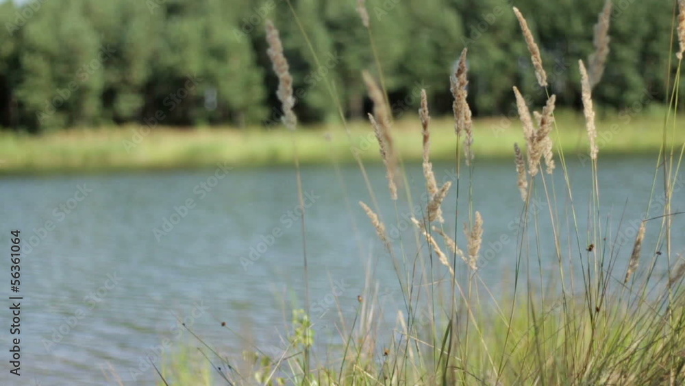 Reeds by the water, slow motion Reeds by the water, slow motion