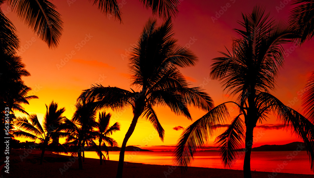 Palms silhouettes on a tropical beach at sunset