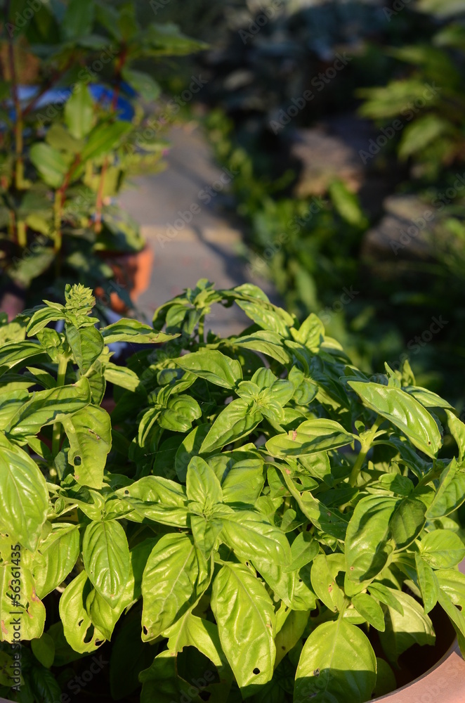 Obraz premium basil
