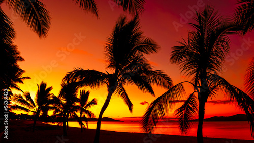 Palms silhouettes on a tropical beach at sunset