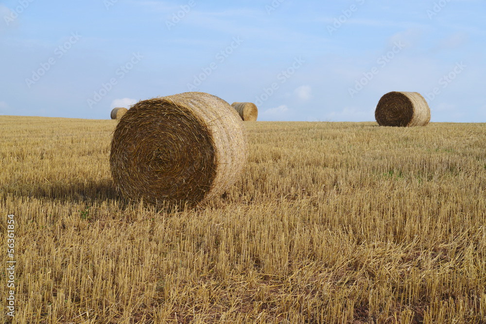 harvested field with straw bales in autumn
