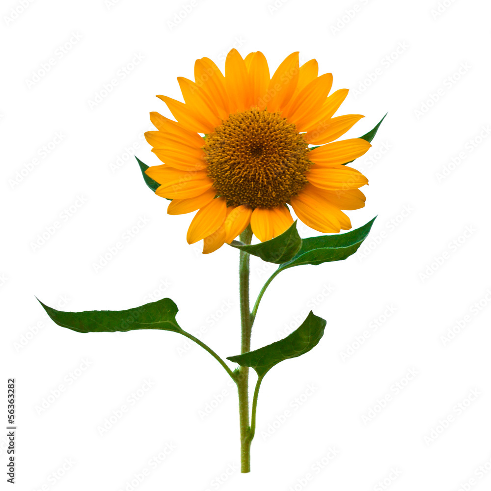 Naklejka premium Sunflower