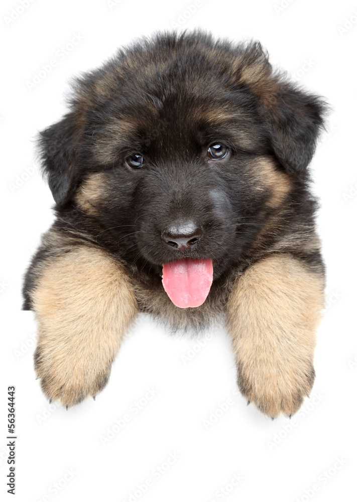 German shepherd puppy on a white banner German shepherd puppy on a white banner