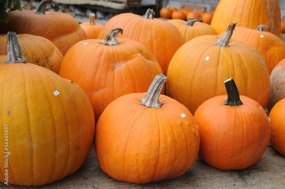 Baby Bear Pumpkins Baby Bear Pumpkins