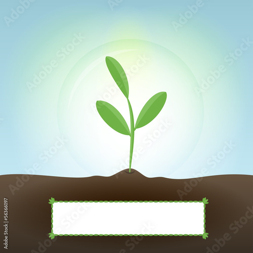Green sprout