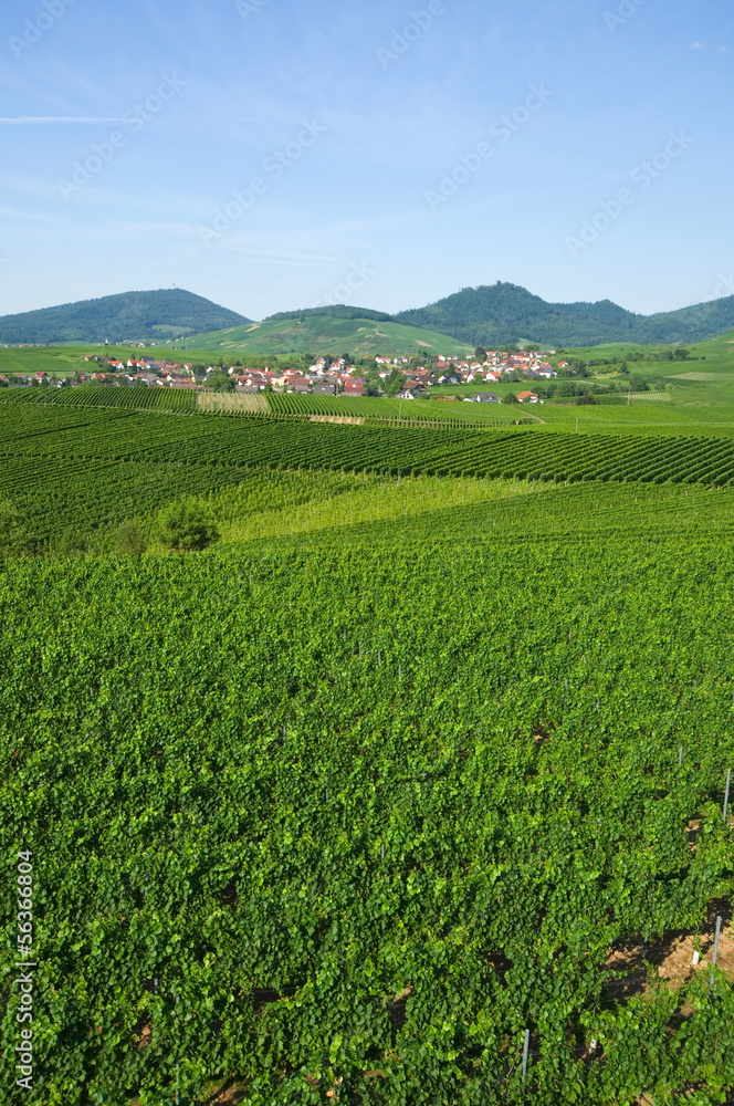 Weinberg Weinberg