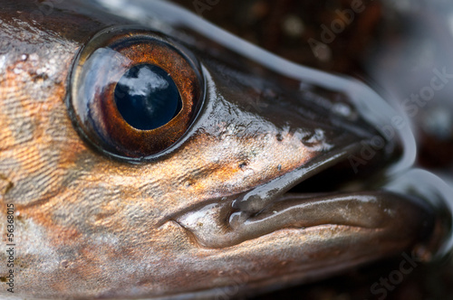 Photography Pollock eye