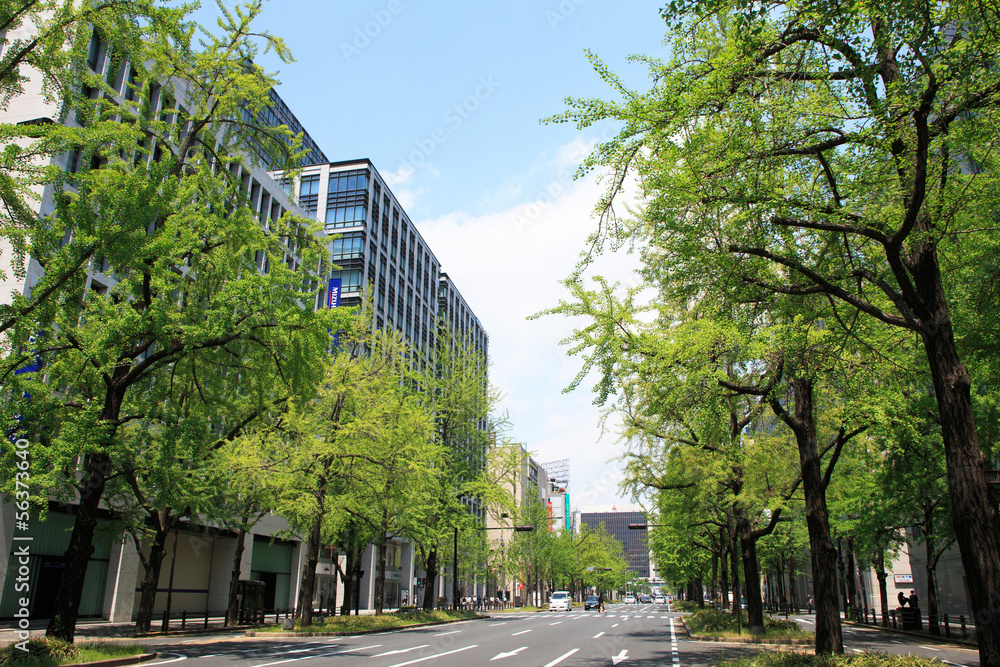 イチョウの新緑の御堂筋