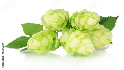 Fresh green hops, isolated on white