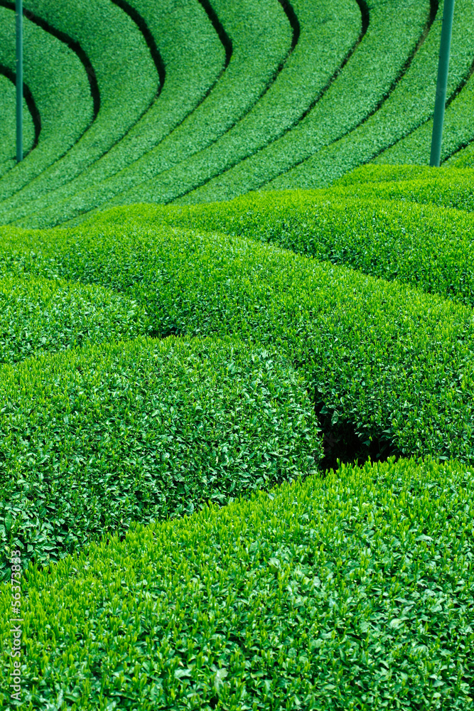 和束の茶畑