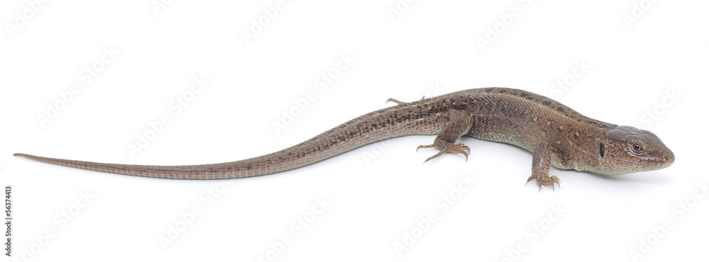 Lizard Lizard