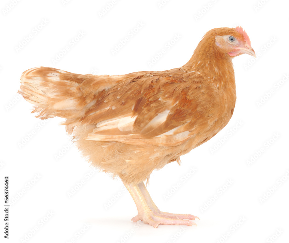 Fototapeta premium brown hen