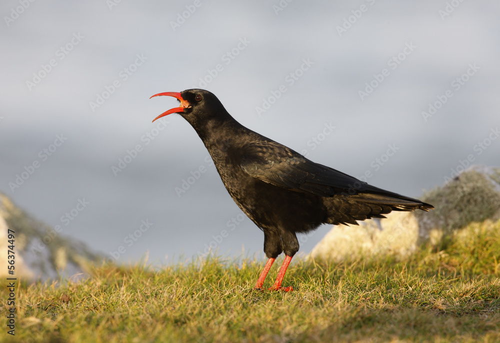 Chough, Pyrrhocorax pyrrhocorax Chough, Pyrrhocorax pyrrhocorax