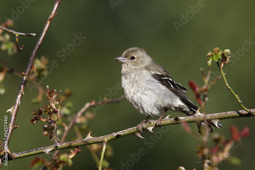 Chaffinch, Fringilla coelebs