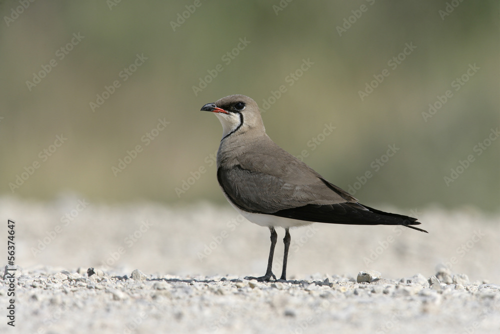 Collared pratincole, Glareola pratincola Collared pratincole, Glareola pratincola