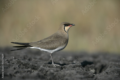 Collared pratincole, Glareola pratincola photo