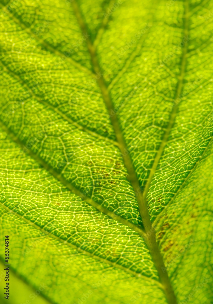 Leaf texture Leaf texture