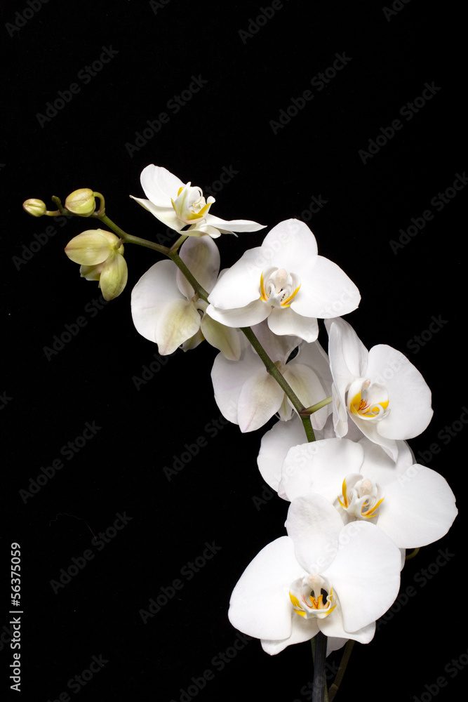 Fototapeta premium Biała orchidea odizolowywająca na czerni