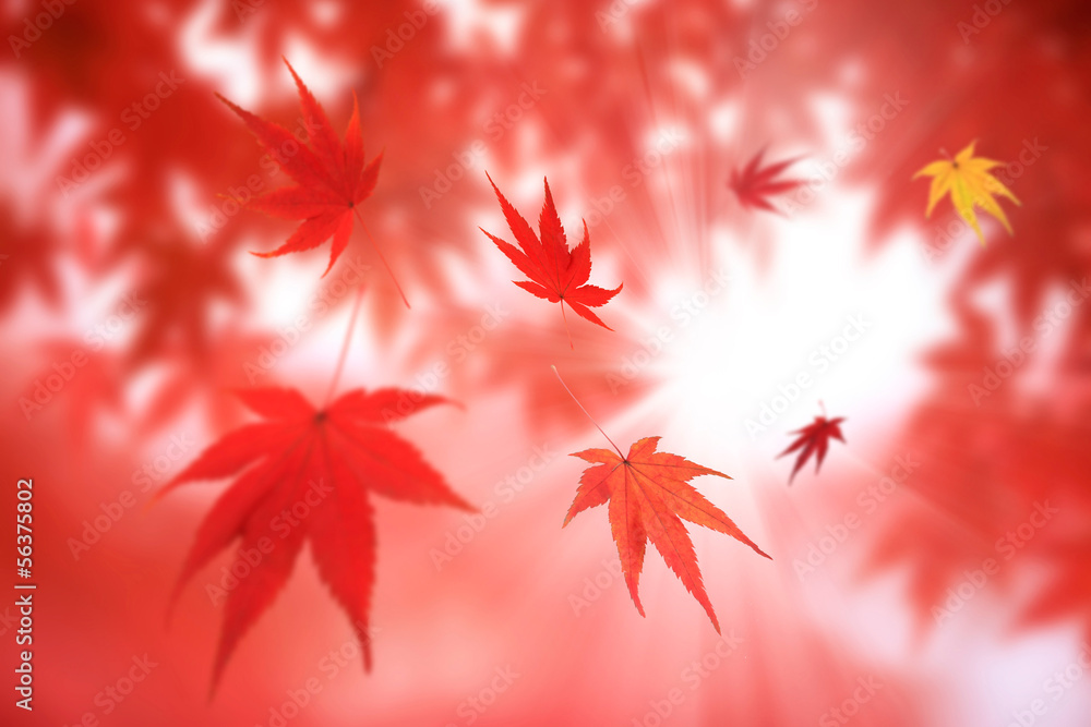 舞い散る紅葉
