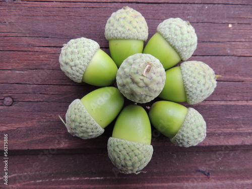 Природа, жёлуди