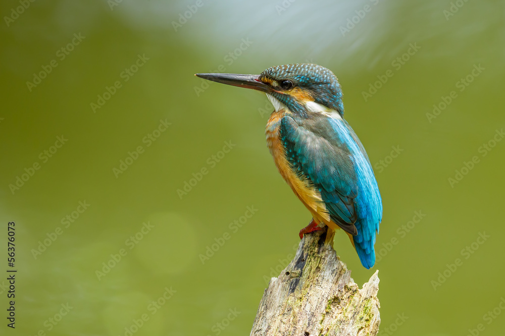 The portrait of Common Kingfisher (Alcedo atthis) The portrait of Common Kingfisher (Alcedo atthis)