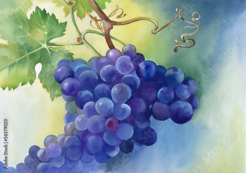 Watercolor illustration of grapes with leaves