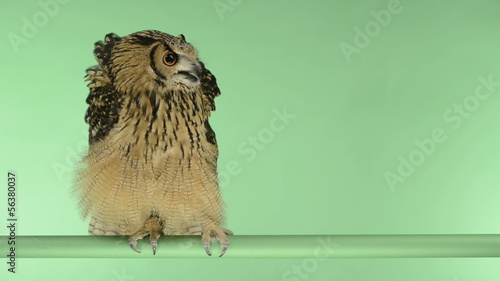 Indian Eagle Owl perched and looking around, green key photo